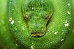 If Snake-X then Antidote-Y; green snake close-up