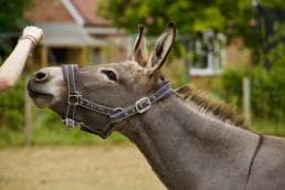 Then the Donkey Died; Not feeding the donkey; Teaching donkey to survive without food