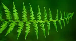 fern leaves repeat structure into increasing levels of detail
