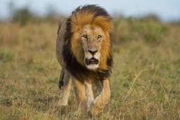 Running faster than a lion - who is your real competition